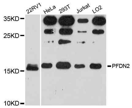 PFDN2 Antibody