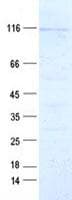 Human MYO19 / Myosin XIX Protein (Recombinant DDK,C-terminus)