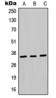 Polyclonal Rabbit anti-Human MDH1 Antibody (Internal, WB)