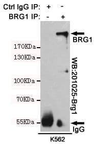SMARCA4 / BRG1 Antibody