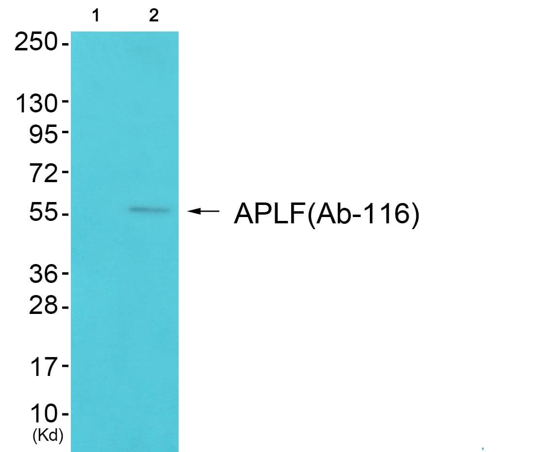 APLF / PALF Antibody (p116)