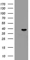 PPIL6 Antibody (clone OTI4F2, Carrier-free)