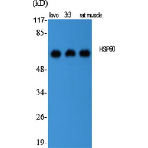 HSPD1 / HSP60 Antibody (480-560 aa, C-terminal)