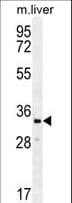 CLVS2 Antibody (aa251-279)