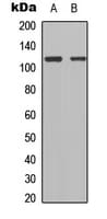 TSHZ1 Antibody (C-Terminus)