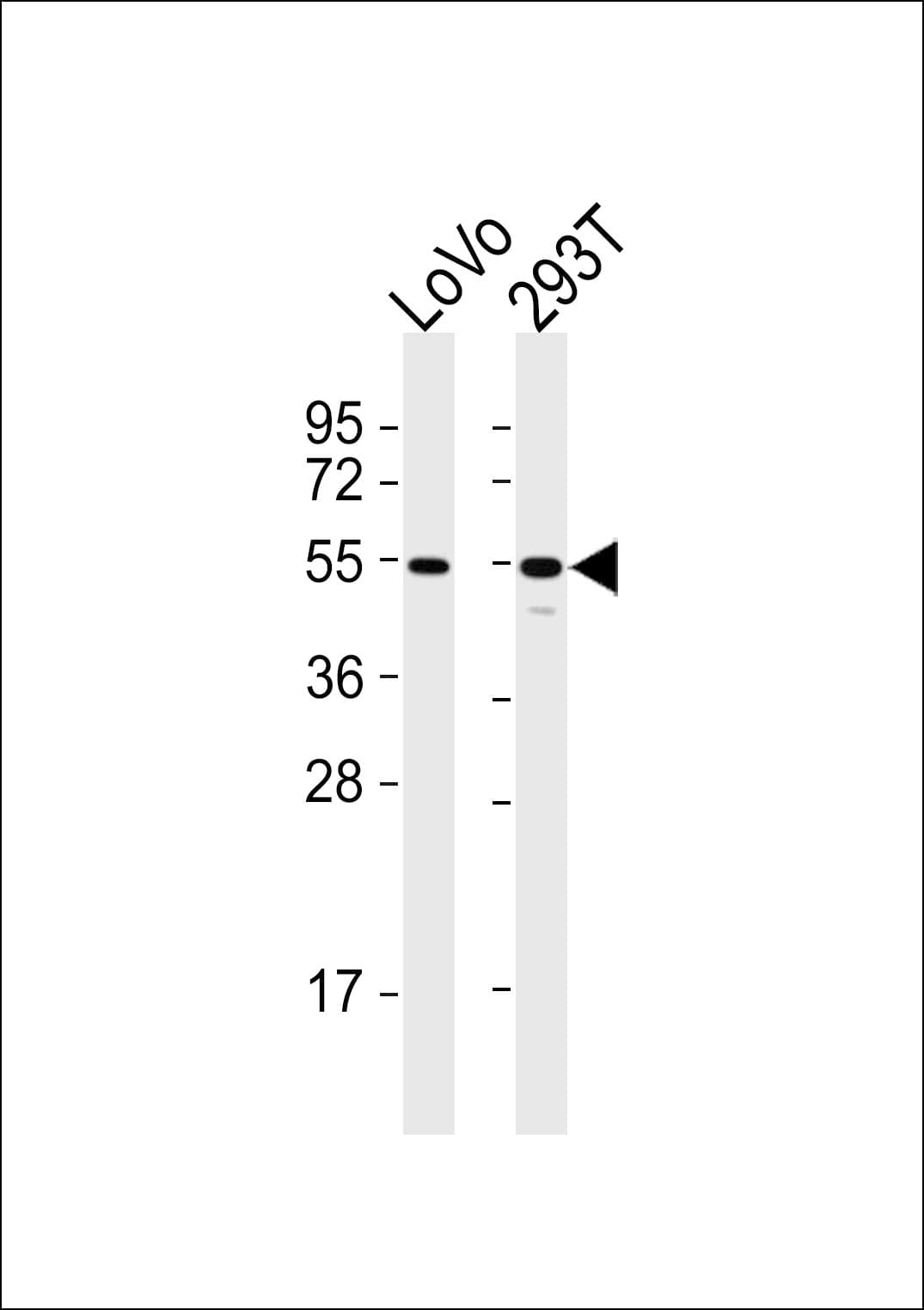 Translokin / CEP57 Antibody