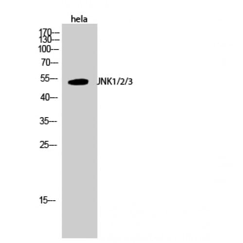 JNK1+2+3 Antibody (120-200 aa)