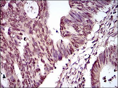 HIWI2 / PIWIL4 Antibody (Amino Acid: 304-434, clone 10G9B11)