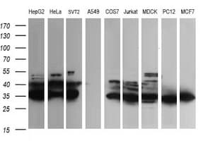 FATE1 Antibody (clone OTI6F10)