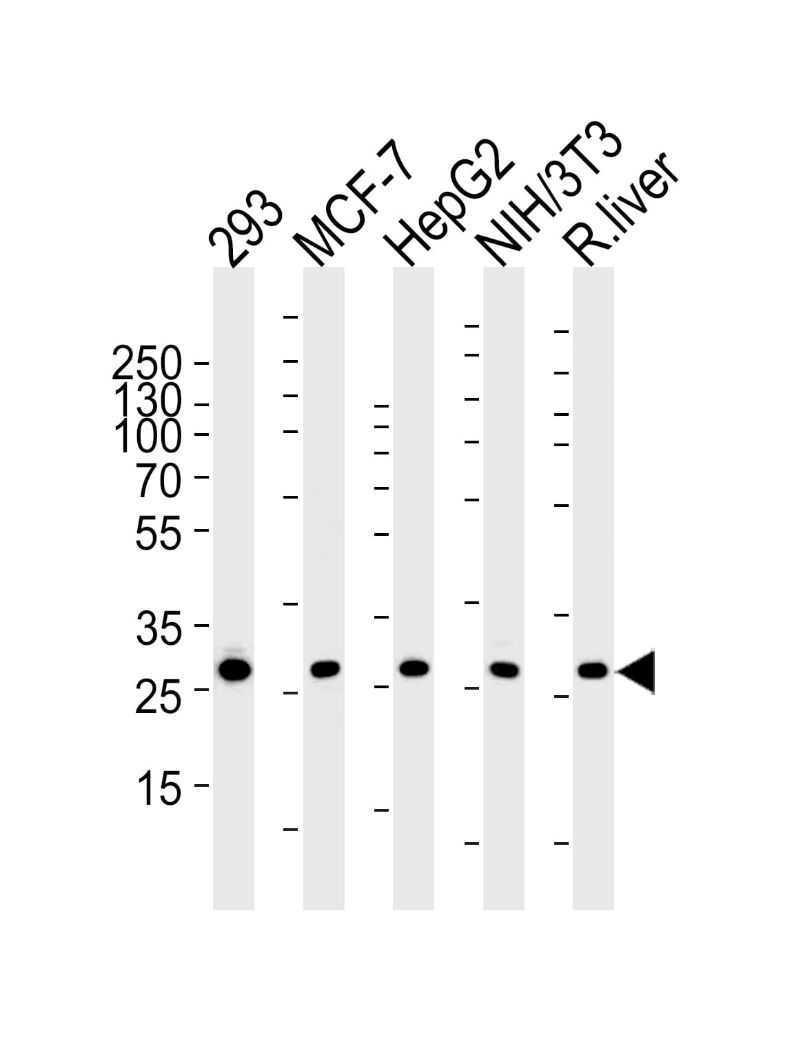 PHB / Prohibitin Antibody (aa1-205, clone 1215CT487.109.106)