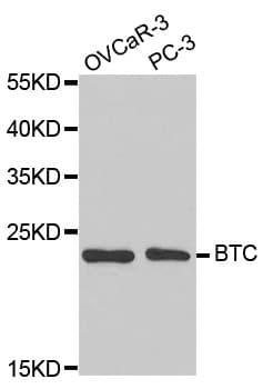 BTC / Betacellulin Antibody