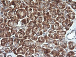 CDC123 Antibody (clone OTI3E8)