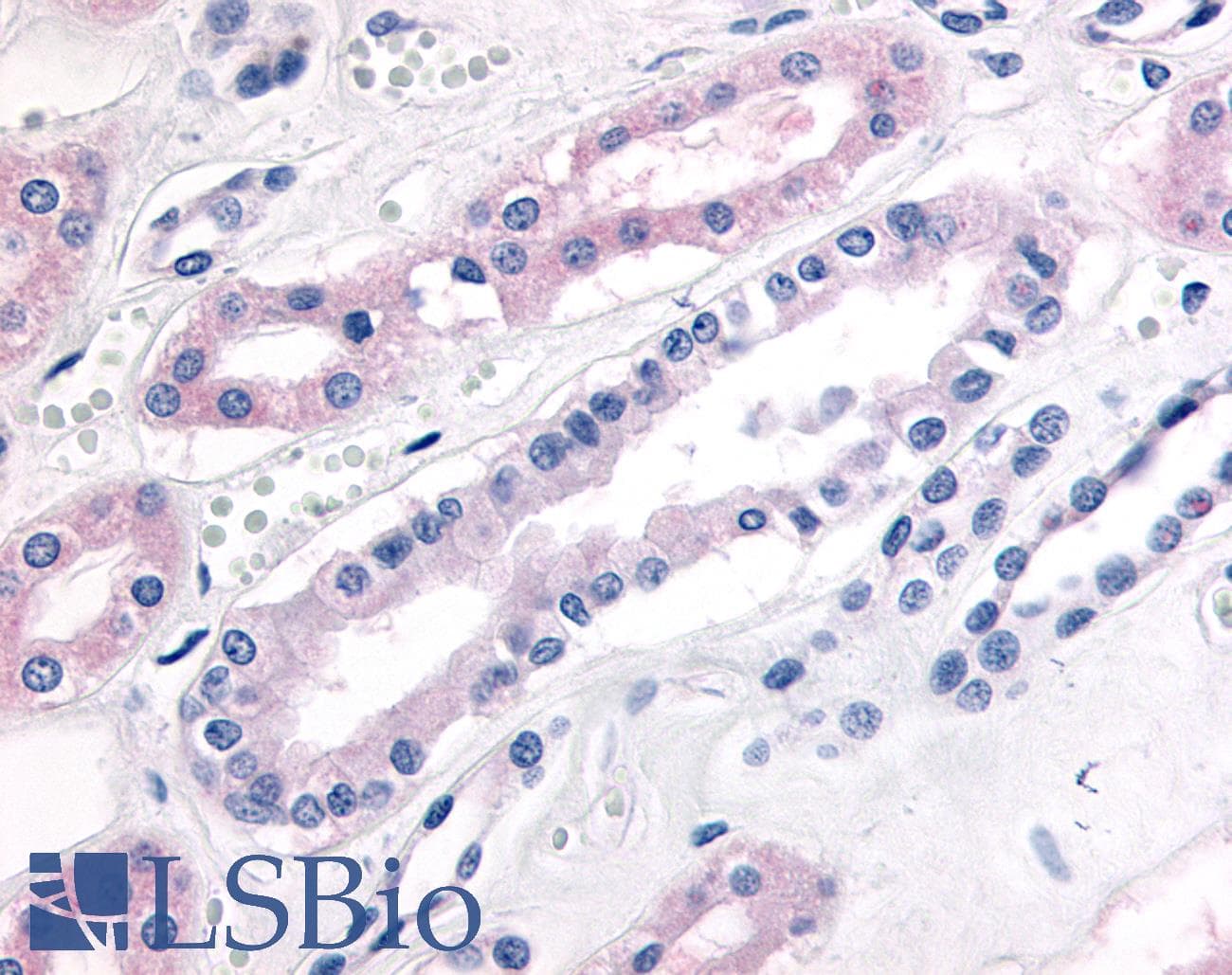 IHC-plus™ PDE2A Antibody (N-Terminus)