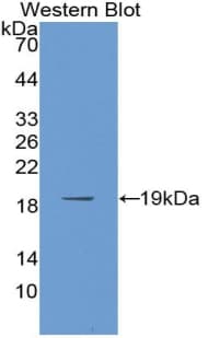 PABPC1L Antibody (aa12-176, HRP)