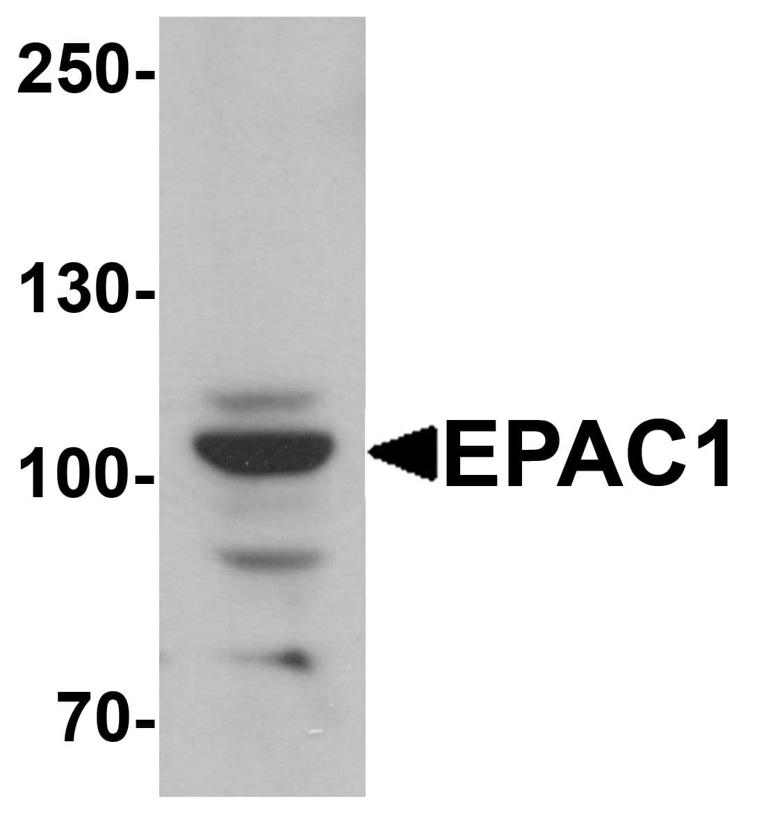 IHC-plus™ RAPGEF3 / EPAC Antibody