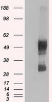 SLC7A8 / LAT2 Antibody (clone OTI5A9, Carrier-free)