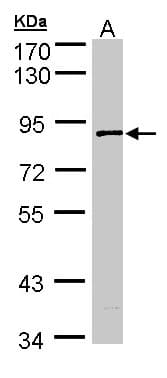 SCYL3 Antibody (aa80-549)