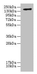Complement C3 Antibody