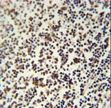 LSP1 Antibody (aa108-134)