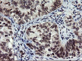 SENP2 Antibody (aa139-523, clone OTI5G8)