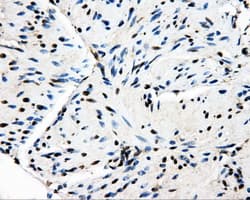 PSMC3 Antibody (clone OTI9F3, Carrier-free)