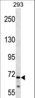 CEP72 Antibody (aa231-259)