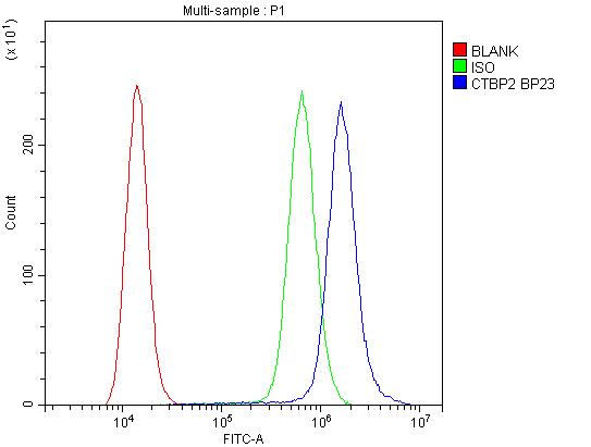 CTBP2 Antibody (aa321-445)