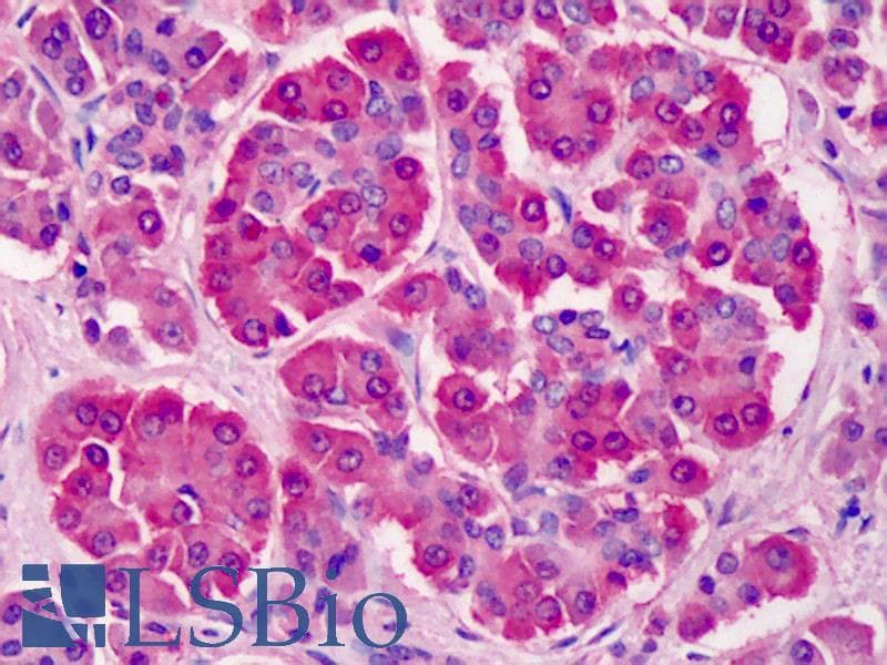 IHC-plus™ PILRB Antibody