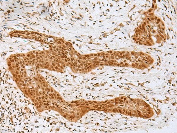 GOLGA7 Antibody
