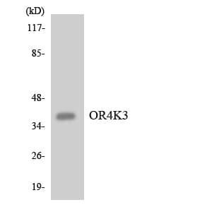 OR4K3 Antibody