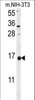 LSM4 Antibody (aa47-74)