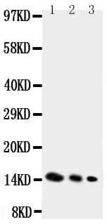 IL4 Antibody (aa123-140)