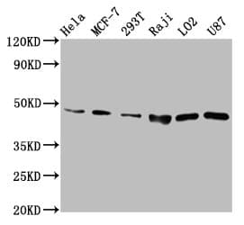 SUCLG2 Antibody
