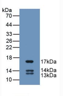UCN2 / SRP Antibody (aa20-112)