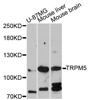 TRPM5 Antibody