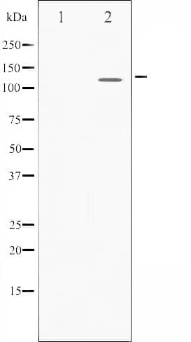 Polyclonal Rabbit anti-Human STAT2 Antibody (IHC, IF, WB)