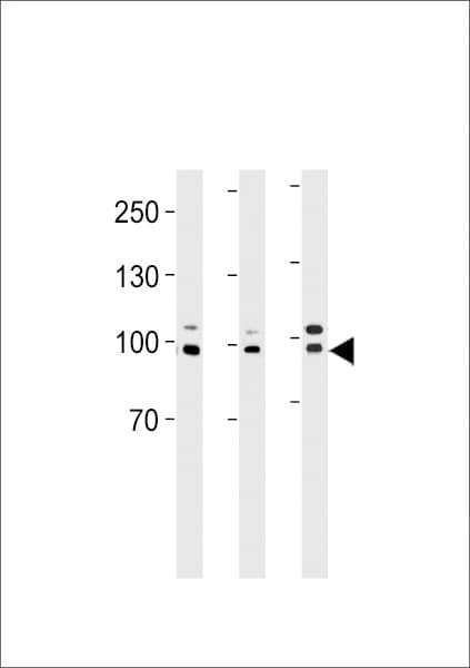 EPC1 Antibody (aa305-334)