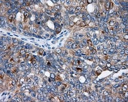 BAP / SIL1 Antibody (clone OTI1C4)