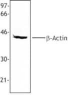 IHC-plus™ ACTB / Beta Actin Antibody (N-Terminus)