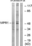 VIPR1 Antibody (aa332-381)