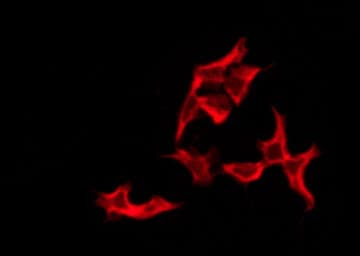 VN1R4 Antibody
