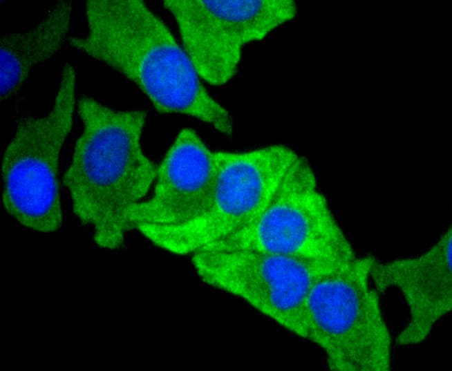 MCL1 / MCL 1 Antibody