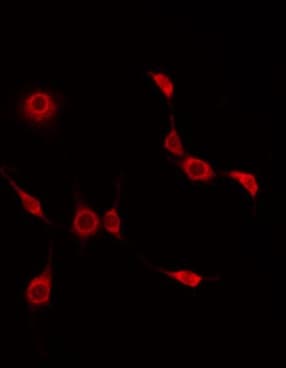 BEND4 Antibody
