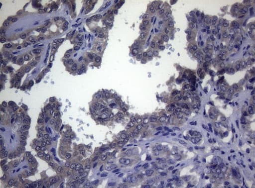 FOXQ1 Antibody (aa11-295, clone OTI4D9)