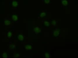 IHC-plus™ AKT3 Antibody (clone 9H8)
