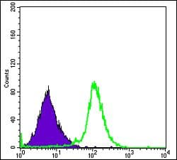 RBP4 Antibody (clone 4C2)