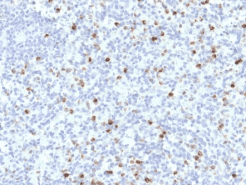 PRF1 / Perforin Antibody (clone PRF1/2468, Azide-free, BSA-free)