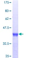 Human EIF4EBP3 Protein (Recombinant GST)