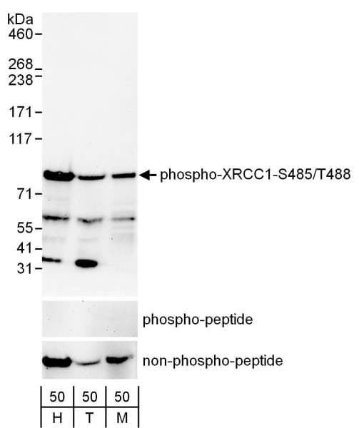 Polyclonal Rabbit anti-Human XRCC1 Antibody (phospho-Ser485 / phospho-Thr488, IHC, WB)