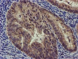 CHCHD5 Antibody (clone OTI4F3)